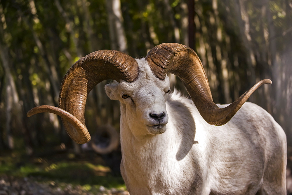 Dall Sheep ram (ovis dalli), captive, Yukon Territory, Canada