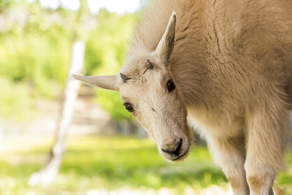 Mountain Goat (oreamnos americanus) kid, captive, Yukon Territory, Canada