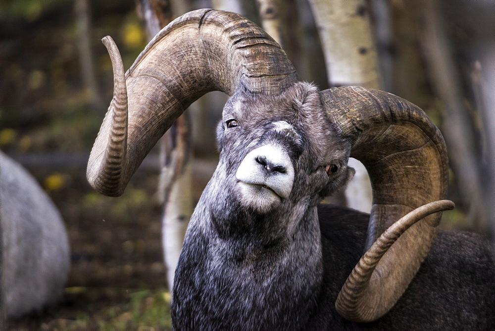 Stone Sheep (ovis dalli stonei), captive, Yukon Territory, Canada