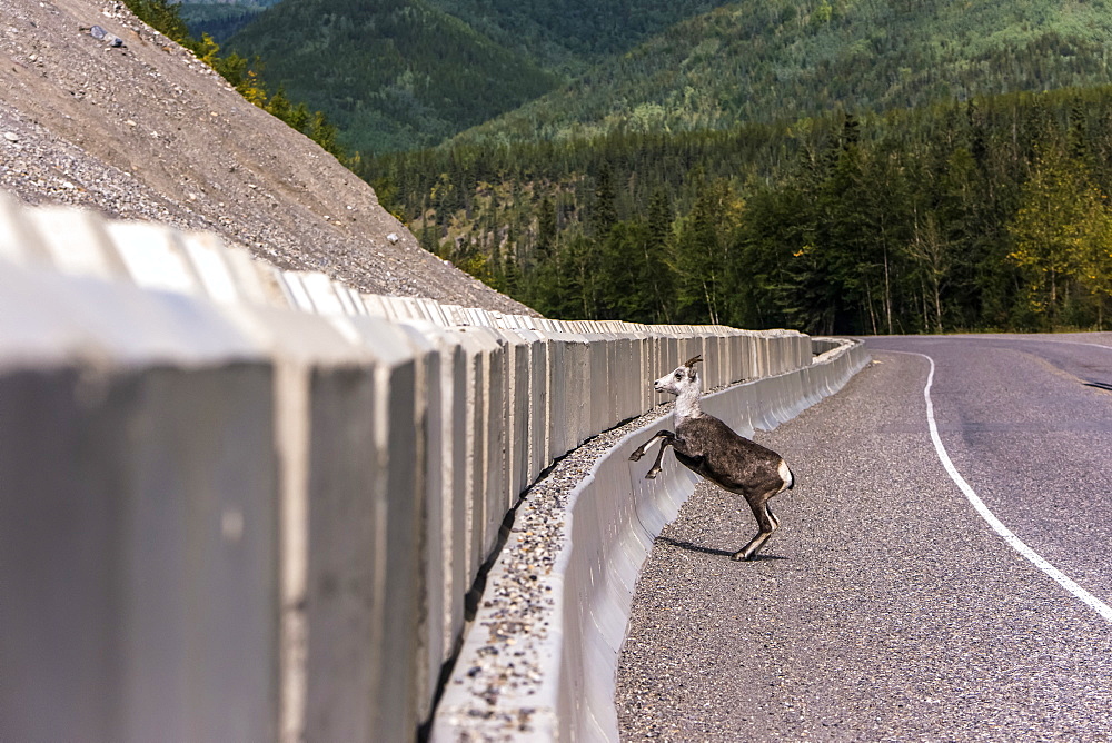 Stone sheep (Ovis dalli stonei) jumping over barrier along the Alaska Highway, British Columbia, Canada