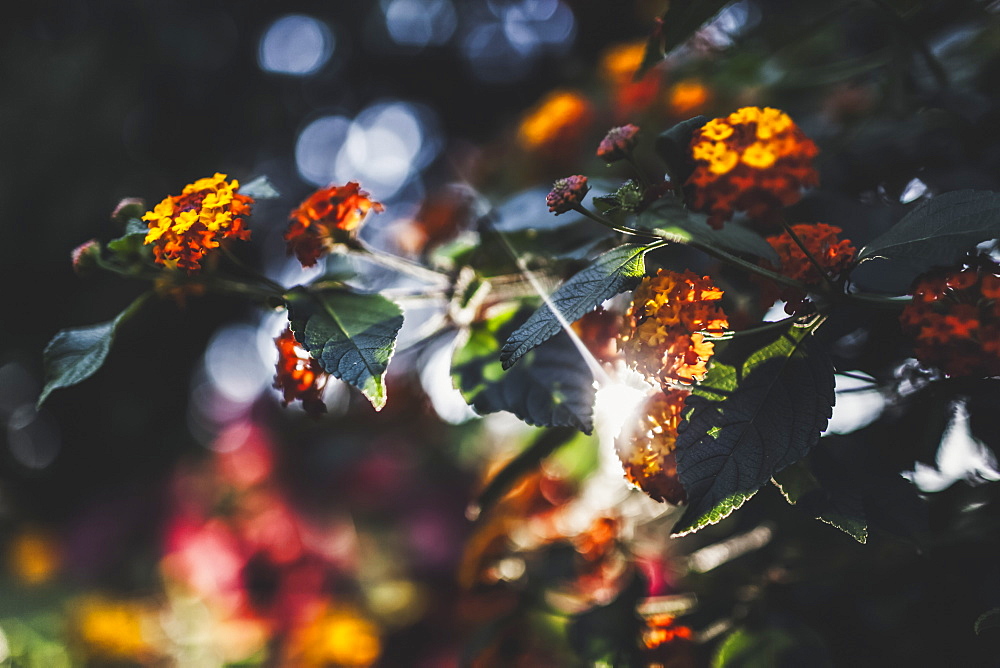 Small clusters of delicate orange and yellow flowers on a plant in a garden, Vancouver, British Columbia, Canada