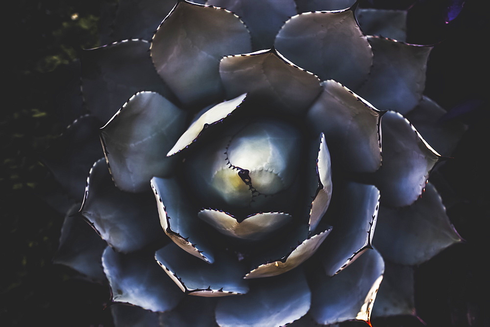 Foliage of a cactus plant in a garden viewed from directly above, Vancouver, British Columbia, Canada