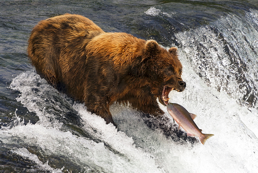 A Brown Bear (ursus arctos) about to catch a salmon in it's mouth at the top of Brooks Falls, Alaska. The fish is only a few inches away from its gaping jaws. Shot with a Nikon D800 in July 2015, Alaska, United States of America