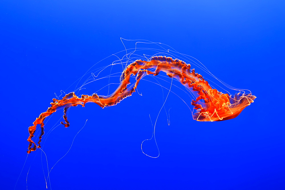 An Orange Jellyfish (Cnidarian) In The Monterey Aquarium, Monterey, California, United States Of America