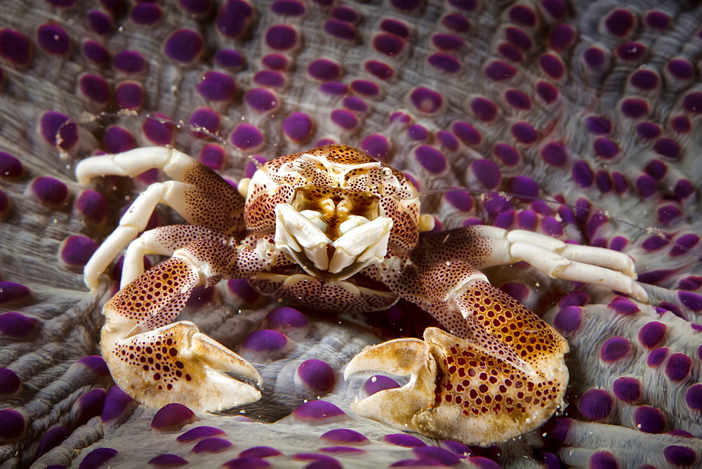 Spotted Porcelain Crab (Porcellana Sayana) On Top Of Anenome, Moalboal, Cebu, Central Visayas, Philippines