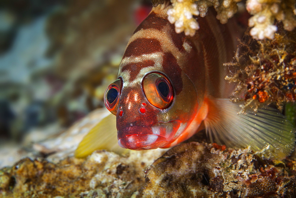 Close-Up Of A Six Banded Grouper (Epinephelus Awoara), Anda, Bohol, Central Visayas, Philippines