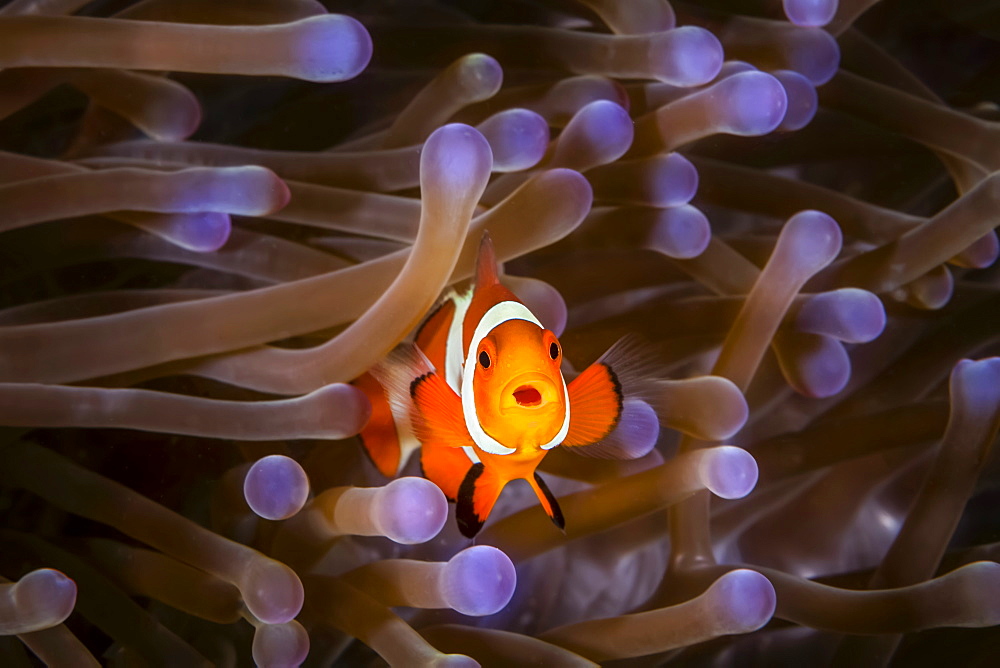 Clownfish (Amphiprioninae) In Anenome, Moalboal, Cebu, Central Visayas, Philippines