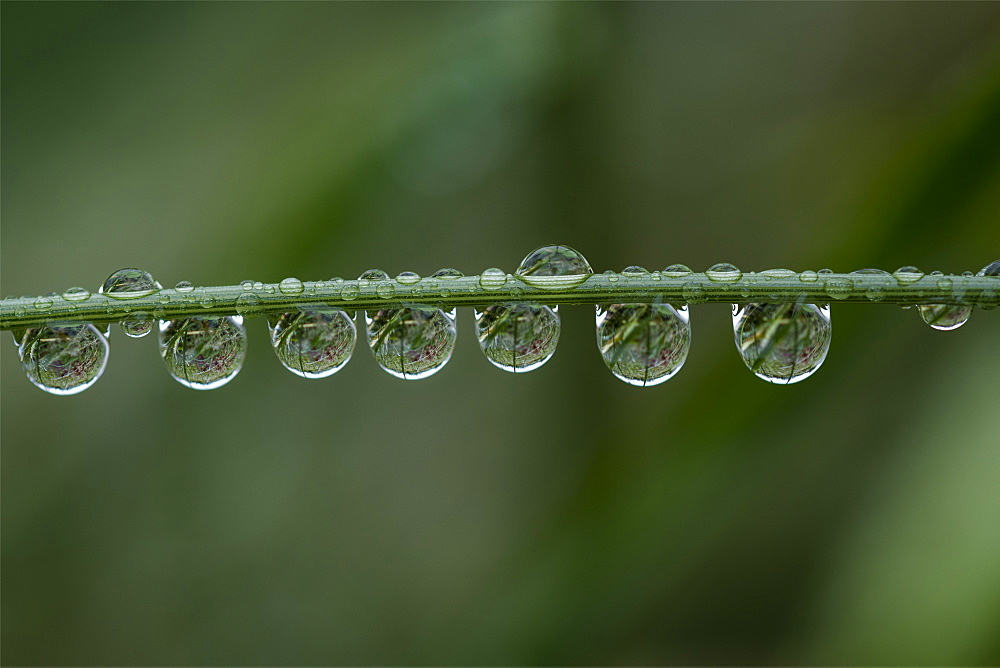 Rain Drops Cling To A Grass Stem, Astoria, Oregon, United States Of America