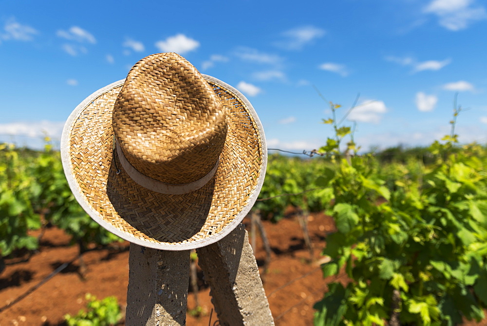 A Straw Hat Hanging On A Wooden Post In A Vineyard, Medjugorje, Bosnia And Herzegovina