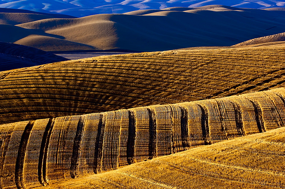 Harvested Fields On Rolling Hills With Shadows Cast At Sunset, Washington, United States Of America