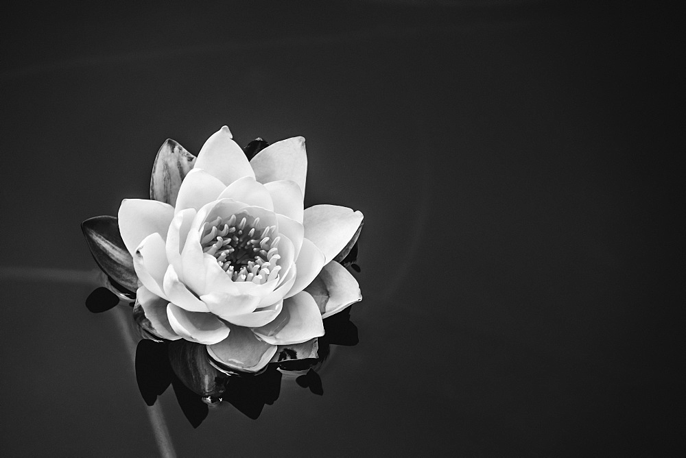 A Water Lily (Nymphaeaceae) In A Pond, Victoria, British Columbia, Canada