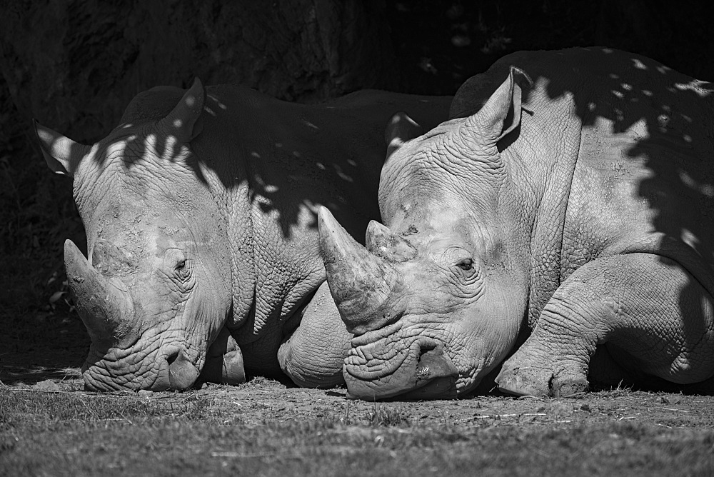 Close-Up Of White Rhinoceros (Ceratotherium Simum) In Shade, Cabarceno, Cantabria, Spain