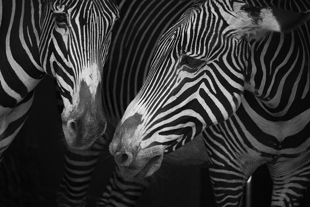 Close-Up Of Two Grevy's Zebra (Equus Grevyi) Side-By-Side, Cabarceno, Cantabria, Spain