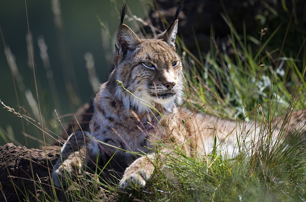 Canada Lynx (Lynx Canadensis) Lying On Grassy Rock Looking To The Right, Cabarceno, Cantabria, Spain