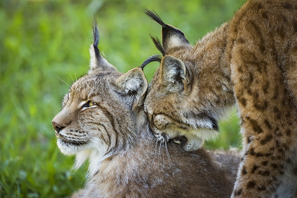 Close-Up Of Canada Lynx (Lynx Canadensis) Grooming Another, Cabarceno, Cantabria, Spain