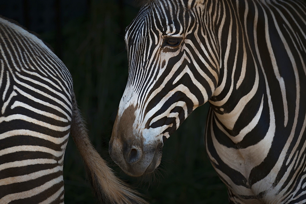 Close-Up Of Grevy's Zebra (Equus Grevyi) Head And Hindquarters, Cabarceno, Cantabria, Spain