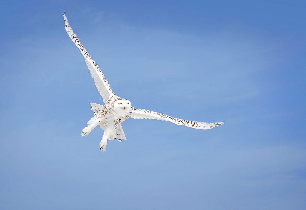 Snowy Owl (Bubo Scandiacus) In Flight, Saulte Saint Marie, Ontario, Canada