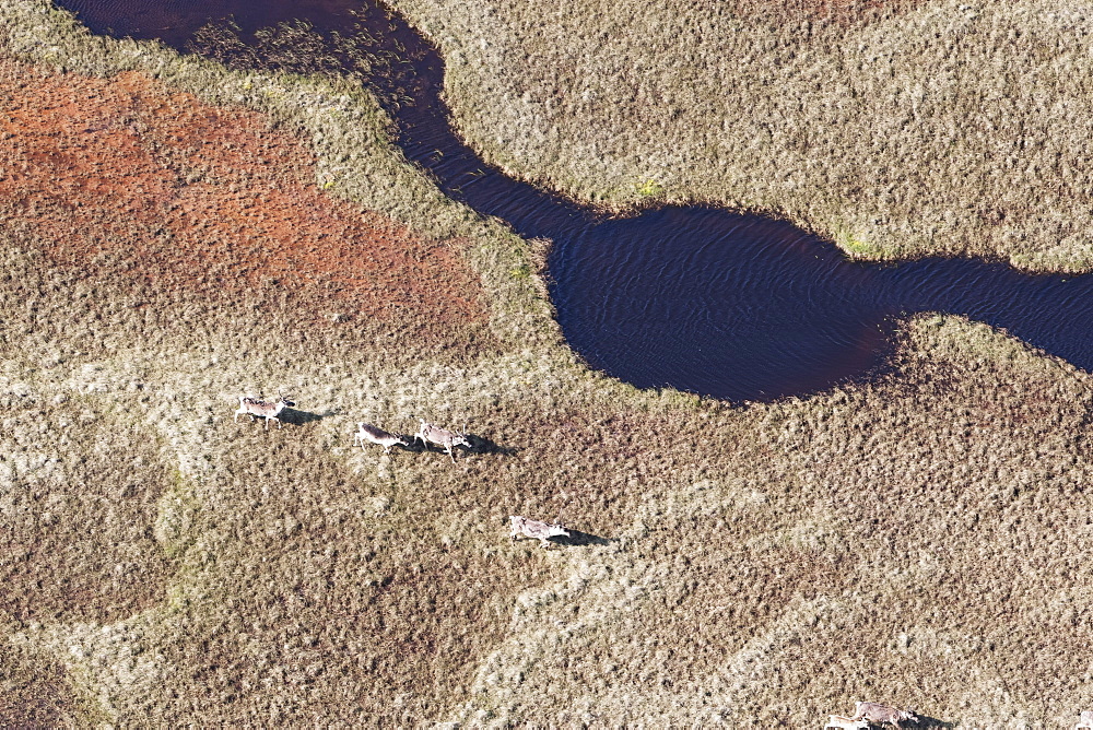 Caribou (Rangifer Tarandus Caribou) Roaming The Arid Landscape, North Slope Borough, Alaska, United States Of America