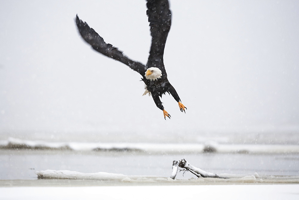 A Bald Eagle (Haliaeetus Leucocephalus) Flys Over Driftwood On A Beach, Alaska, United States Of America