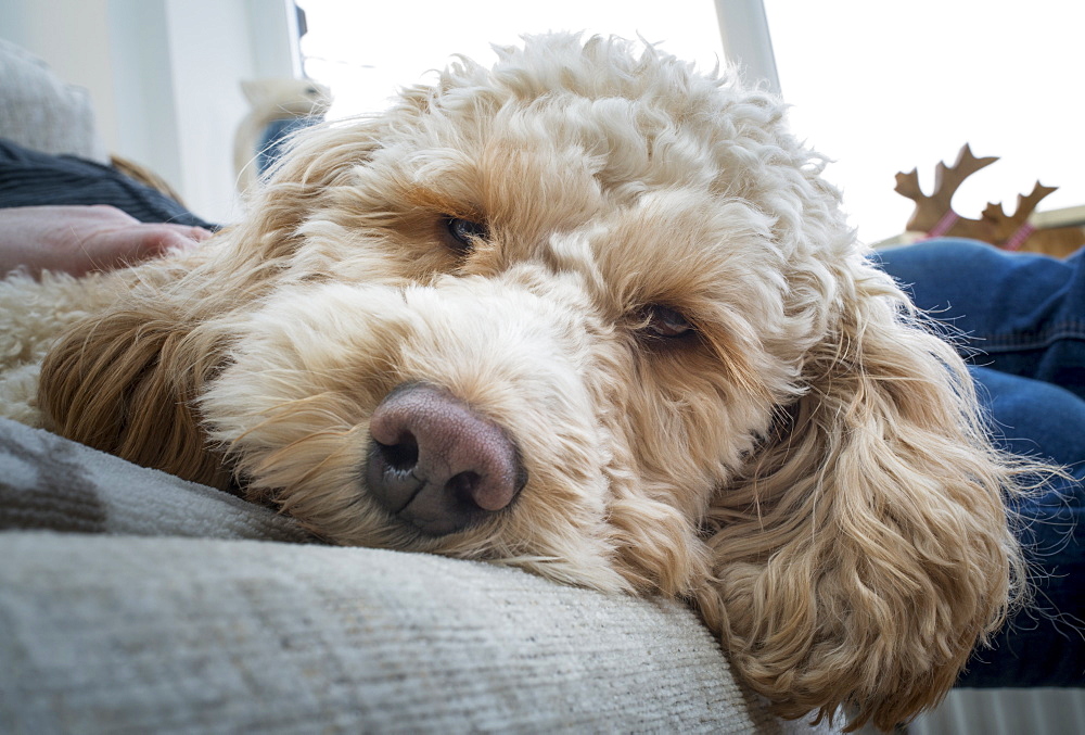 Close-Up Of The Face Of A Cockapoo Looking Into The Camera As It Lays On A Bed With It's Owner, South Shields, Tyne And Wear, England