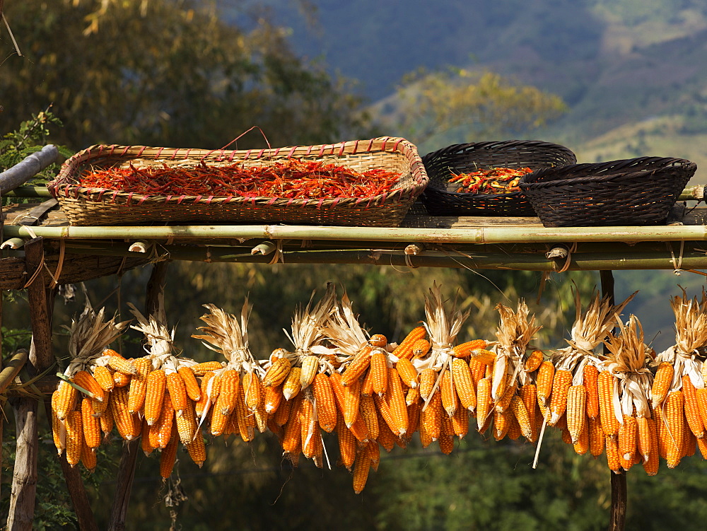 Ears Of Corn Hanging On A Rack To Dry, Tambon Mae Salong Nok, Chang Wat Chiang Rai, Thailand