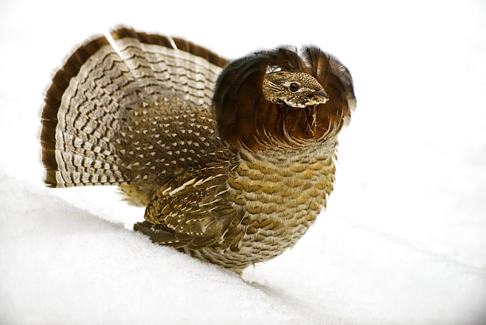 Male Ruffed Grouse (Bonasa Umbellus) With Tail Feathers And Neck Ruff Extended In Courtship Display, Late Winter, Fairbanks, Alaska, United States Of America