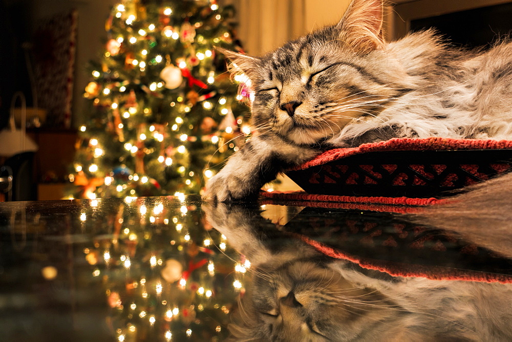 Maine Coon Cat Sleeps In Basket, Reflecting With Christmas Tree Lights On Granite Kitchen Counter, Anchorage, Alaska, United States Of America