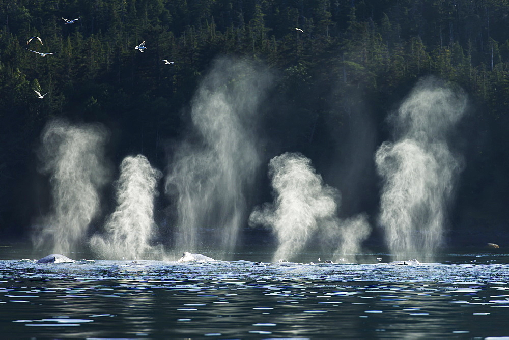 Humpback Whales (Megaptera Novaeangliae) Feed Along The Shoreline Of Shelter Island, Inside Passage, Near Juneau, Alaska, United States Of America