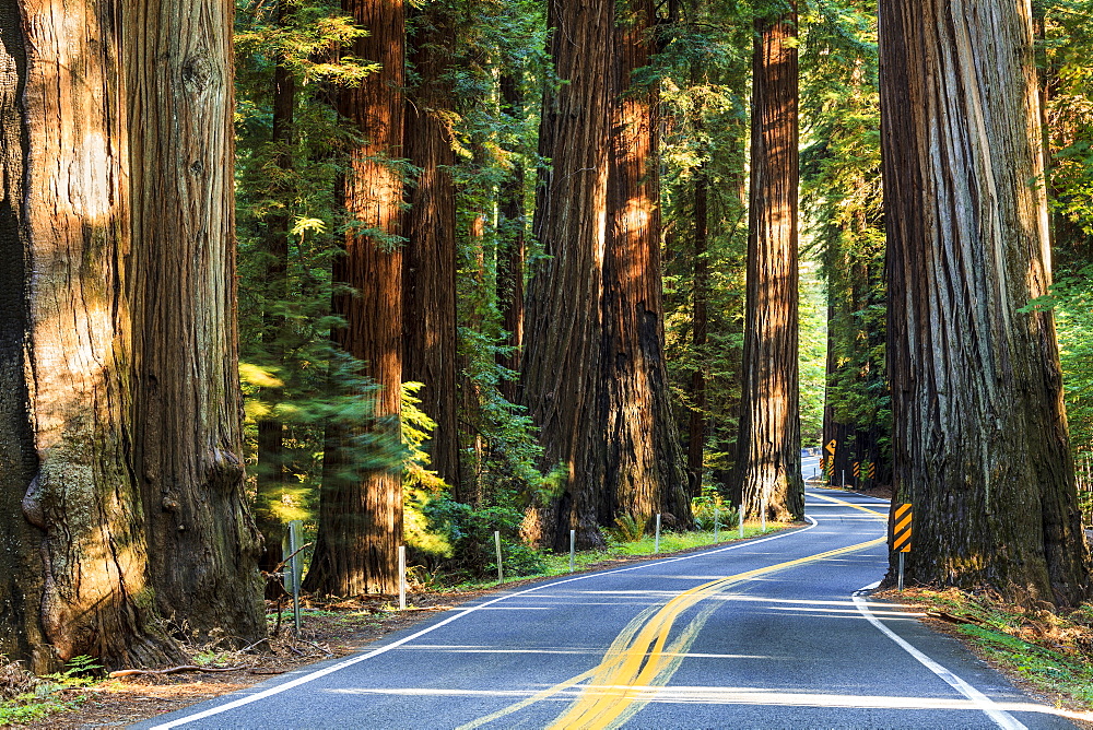 Highway 101 Across Richardson Grove State Park, California, United States Of America