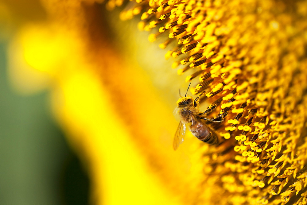 Bee On Sunflower, Caldeon, Ontario, Canada