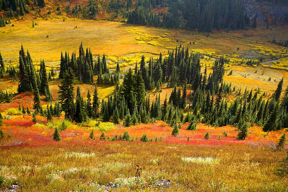 Autumn, Mount Rainier National Park, Washington, Usa