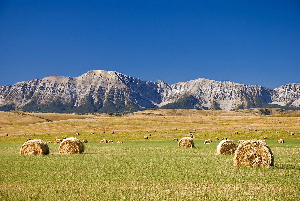 Field Of Hay Bales, Alberta, Canada