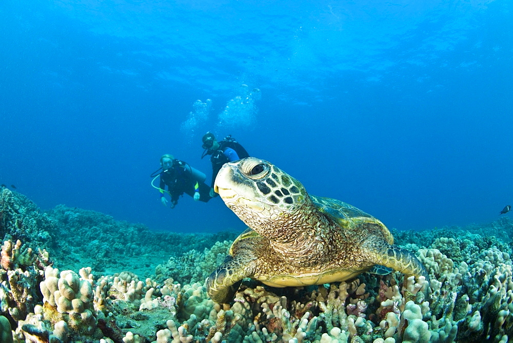 Maui Hawaii Usa; Scuba Divers And A Green Sea Turtle