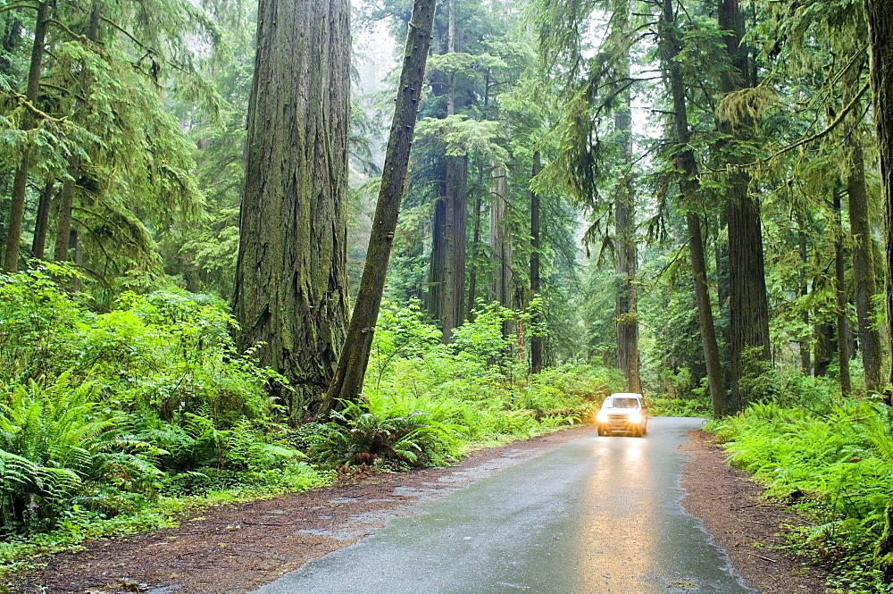 Car Driving, Redwood Forest, California, Usa