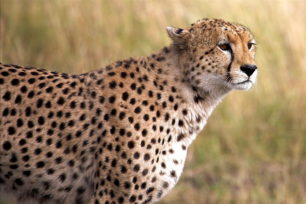 Cheetah (Acinonyx Jubatus), Masai Mara National Reserve, Kenya, Africa; Portrait Of A Cheetah