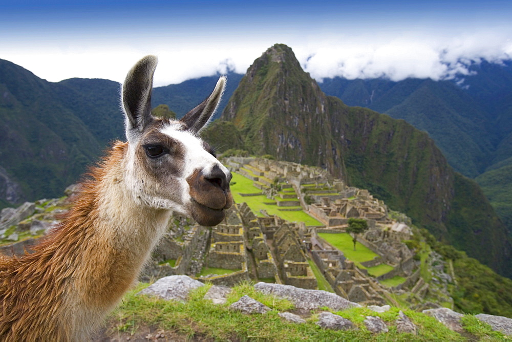 Llama (Lama Glama), Machu Picchu, Peru