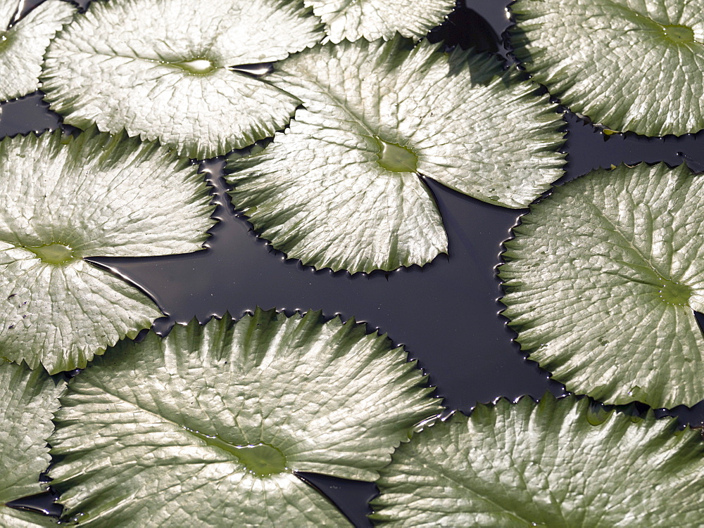 Lily Pads; Lily Pads On Water