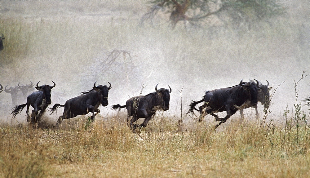 Herd Of Blue Wildebeest Running, Tanzania, Africa