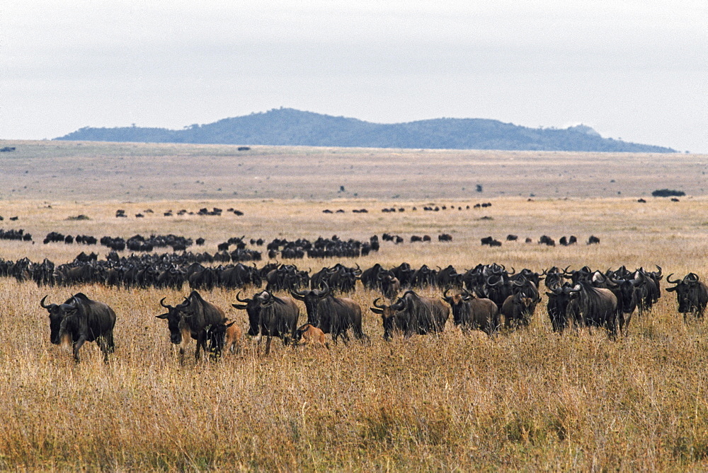 Herd Of Blue Wildebeest, Tanzania, Africa