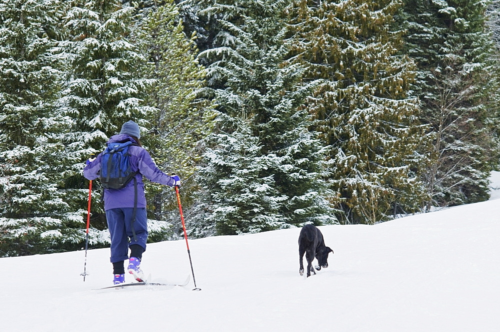 Mount Hood, Oregon, United States Of America; Person Cross-Country Skiing With A Dog