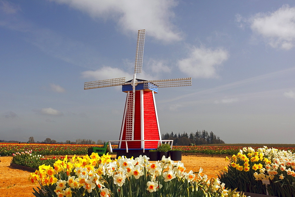 Woodburn, Oregon, United States Of America; A Windmill And Tulip Fields