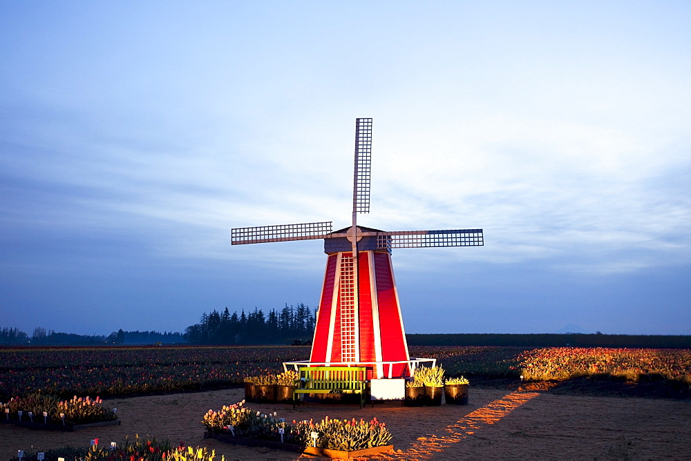 Woodburn, Oregon, United States Of America; A Windmill At The Tulip Fields