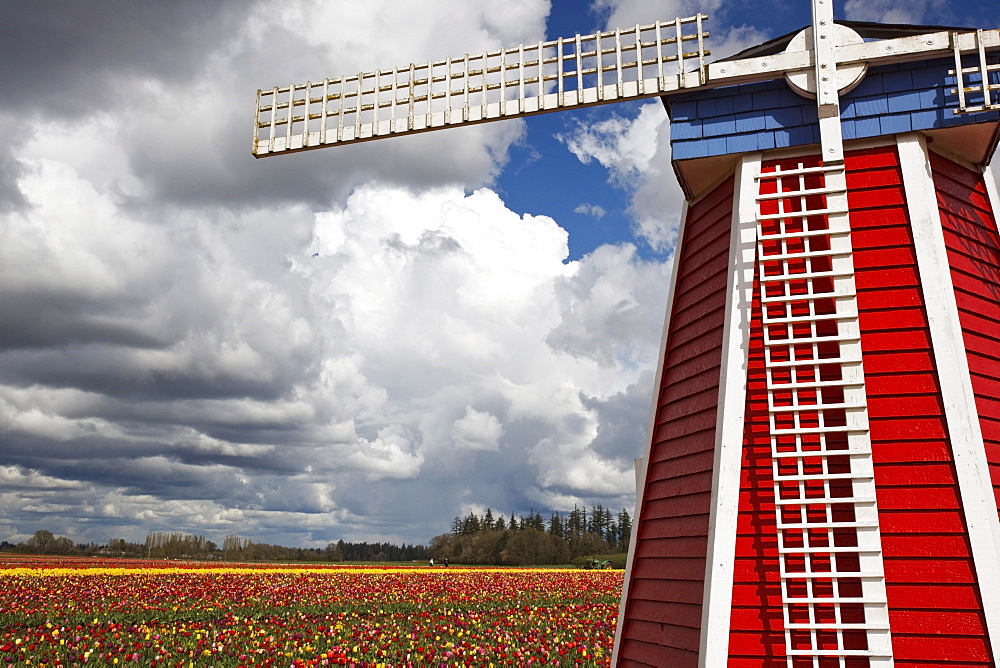 Woodburn, Oregon, United States Of America; Windmill And Field Of Tulips At Wooden Shoe Tulip Farm