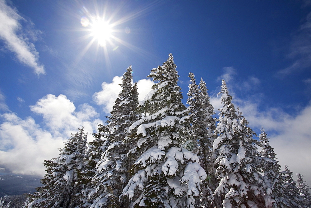 Timberline, Oregon Cascades, United States Of America; Snow On The Trees And Sunlight On Mount Hood