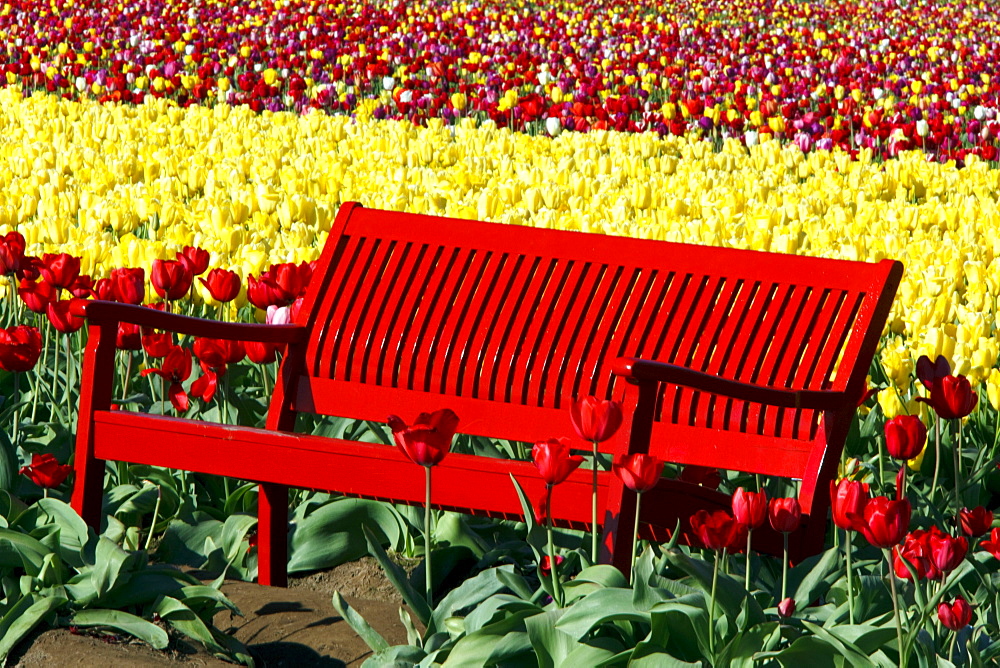 Woodburn, Oregon, United States Of America; A Red Bench In A Tulip Field At Wooden Shoe Tulip Farm