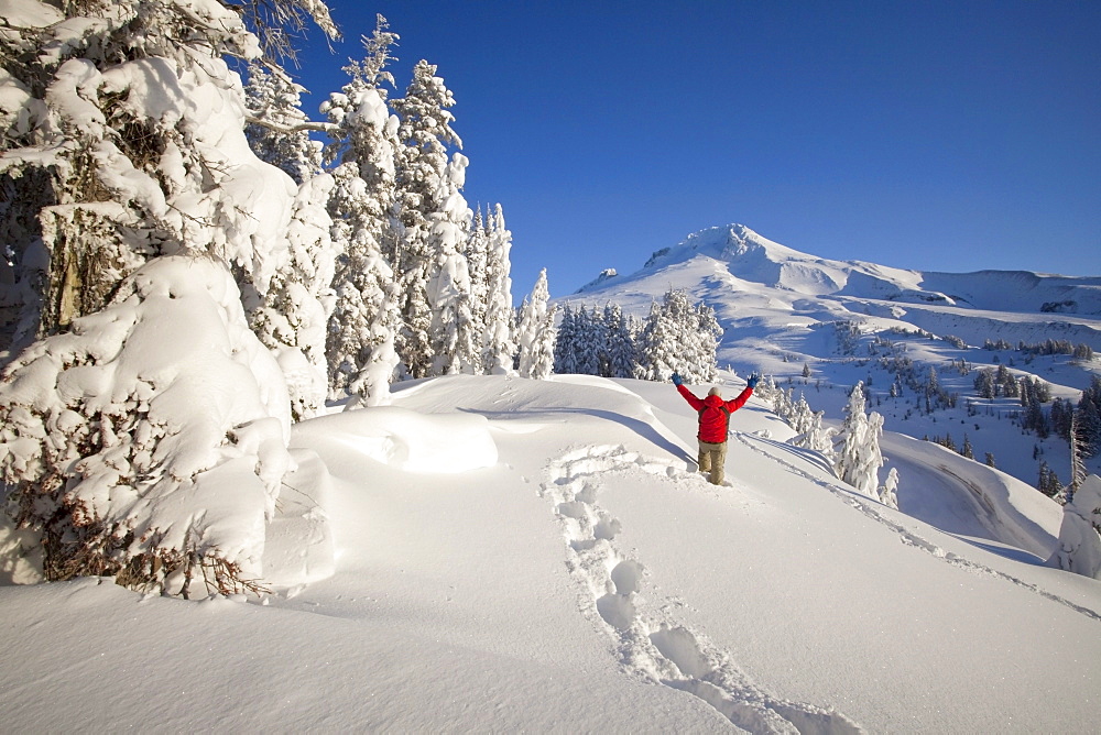 Timberline, Oregon, United States Of America; Snowshoer In Deep Winter Snow On Mount Hood