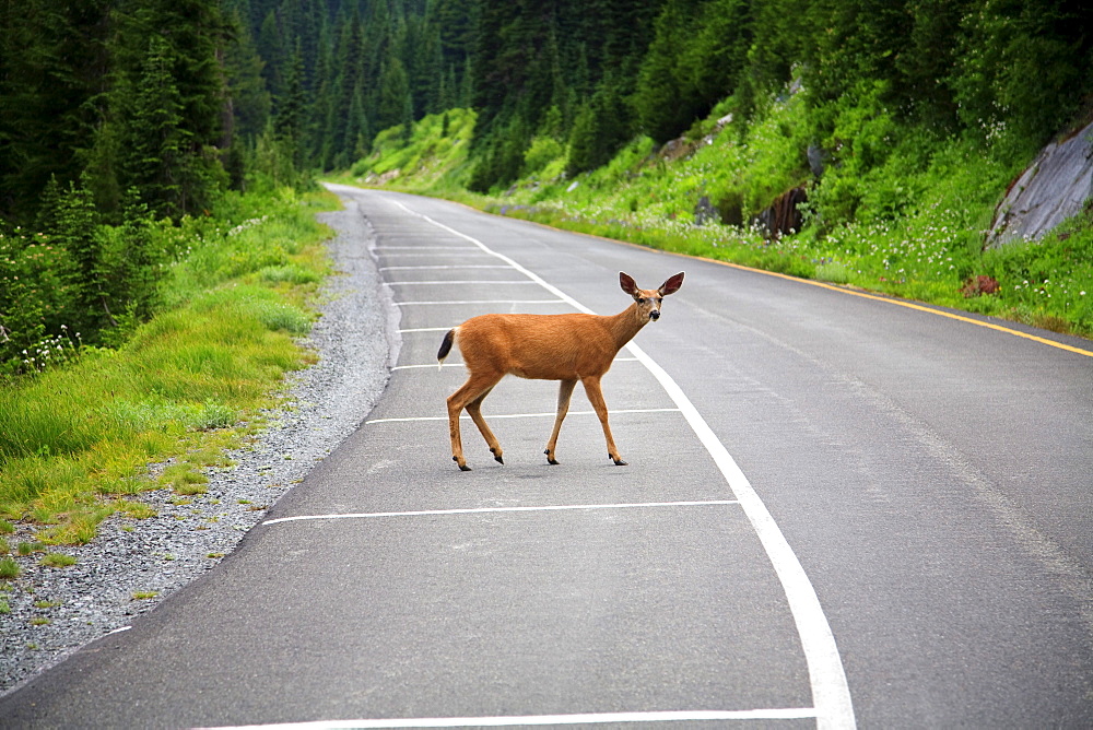 Washington, United States Of America; A Deer On The Road In Mt. Rainier National Park