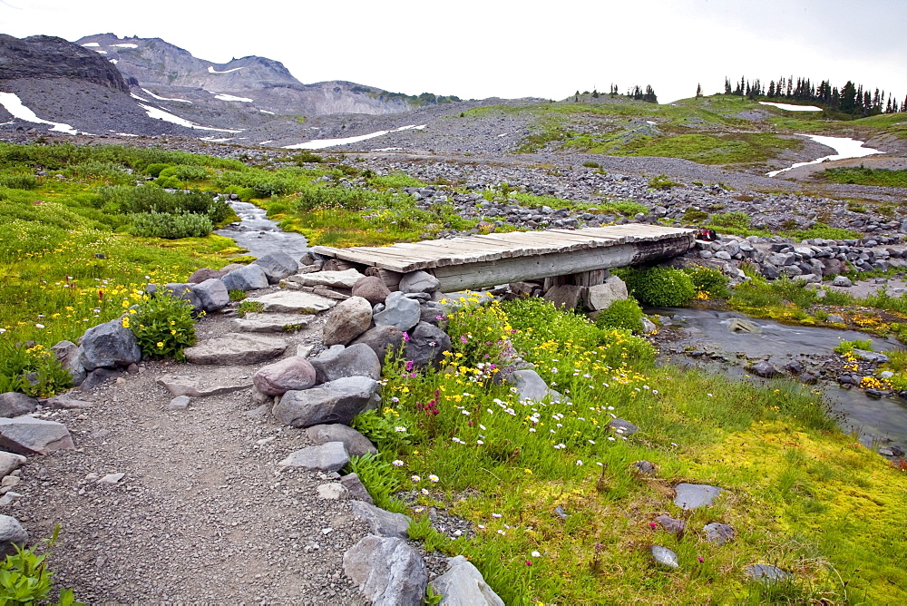 Washington, United States Of America; Wildflowers Along A Trail In Mt. Rainier National Park