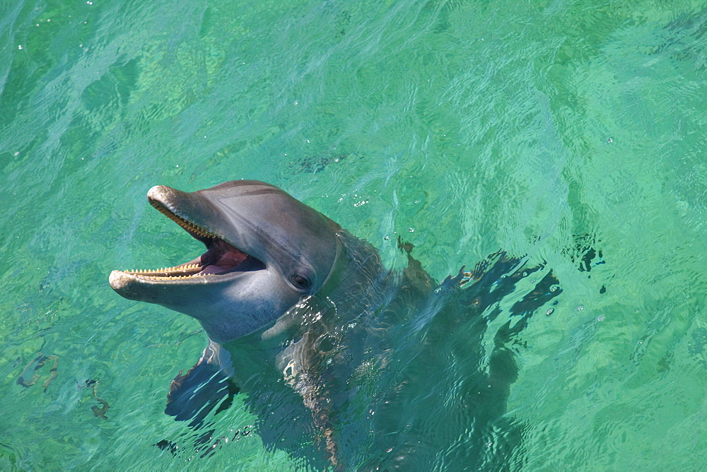 Roatan, Bay Islands, Honduras; Bottlenose Dolphin (Tursiops Truncatus) At Anthony's Key Resort