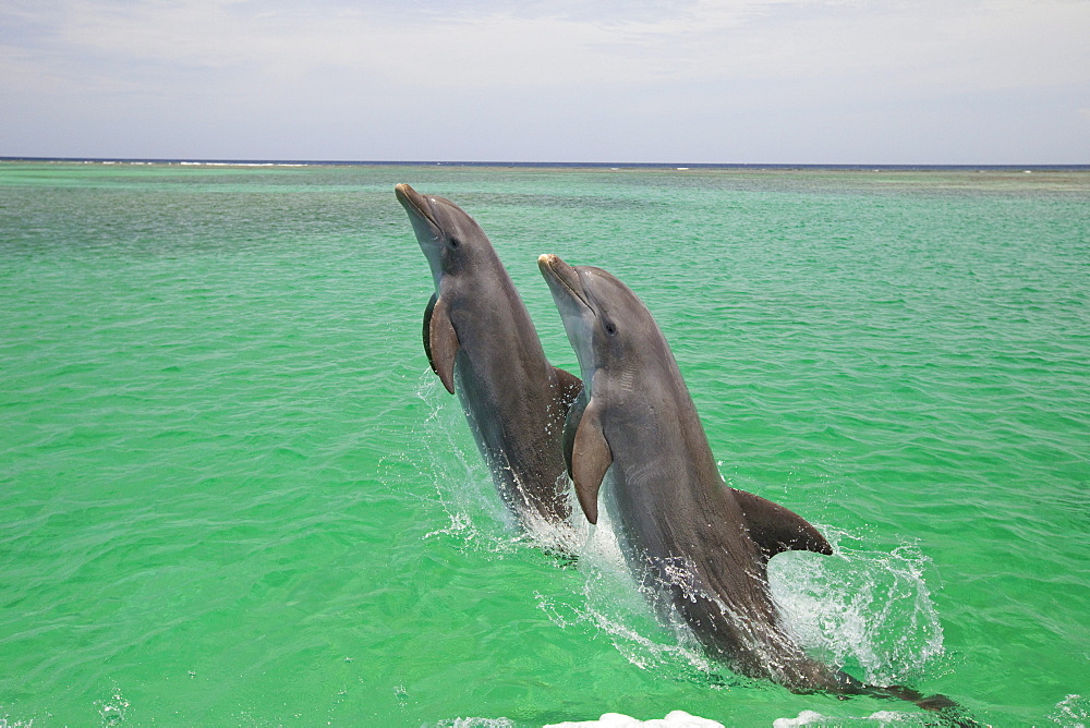 Roatan, Bay Islands, Honduras; Two Bottlenose Dolphins (Tursiops Truncatus) Jumping Out Of The Water At Anthony's Key Resort